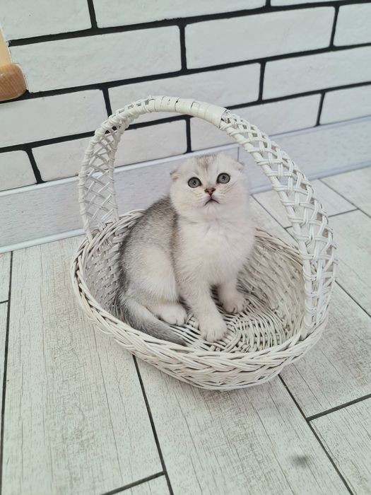 Шотландська срібна шиншила
