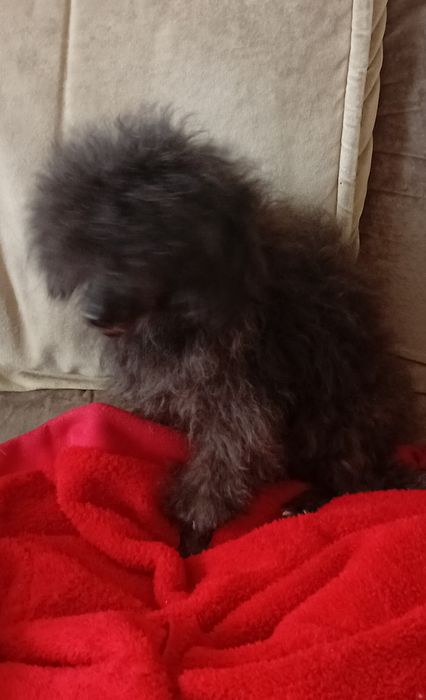 Той пудель черая