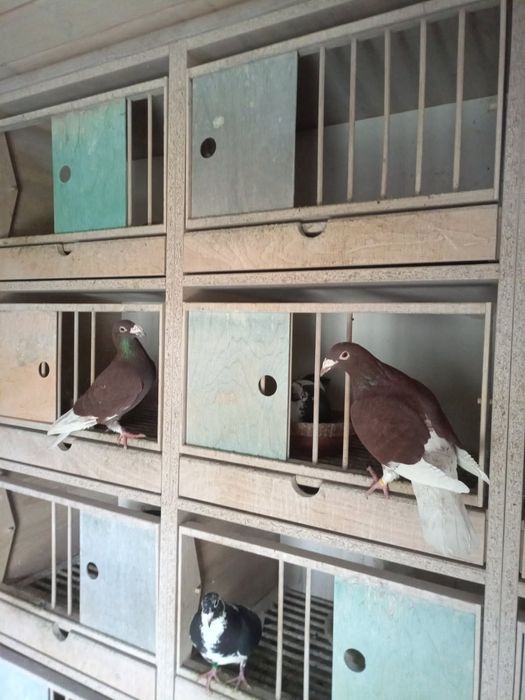 Sprzedam gołębie pocztowe