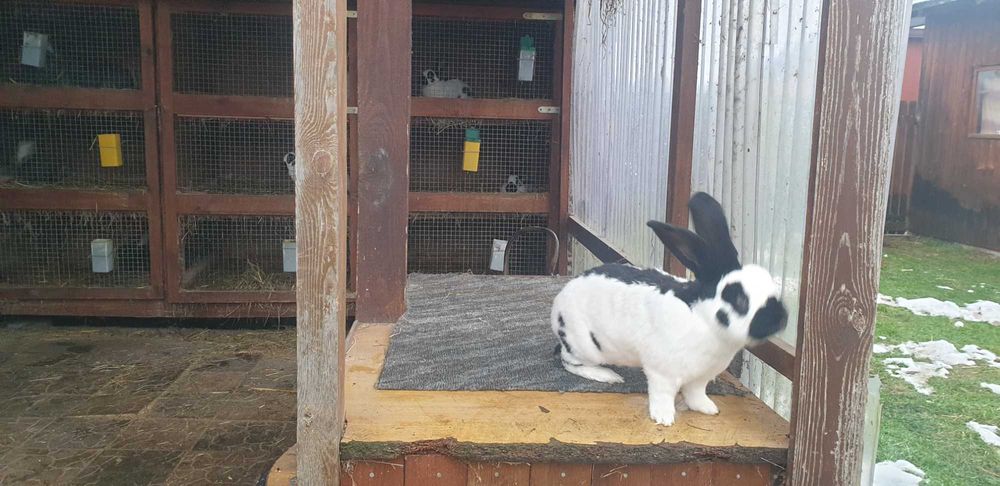 Króliki olbrzym srokacz samce i samice