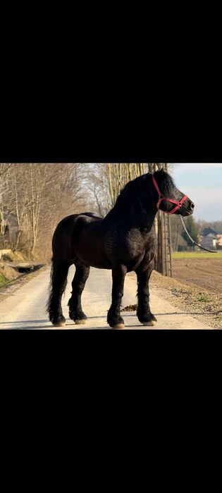 Ogier zimnokrwisty 97% krwi sztumskiej