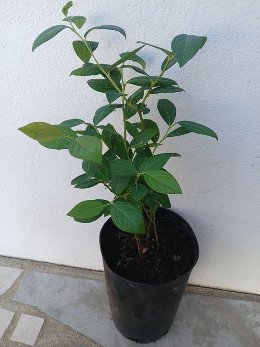 Planta de Mirtilho