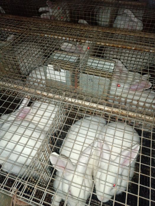 Кролі  Панон білий