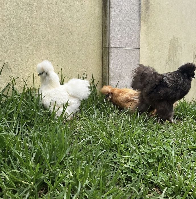 Ovos de Sedosa linha USA