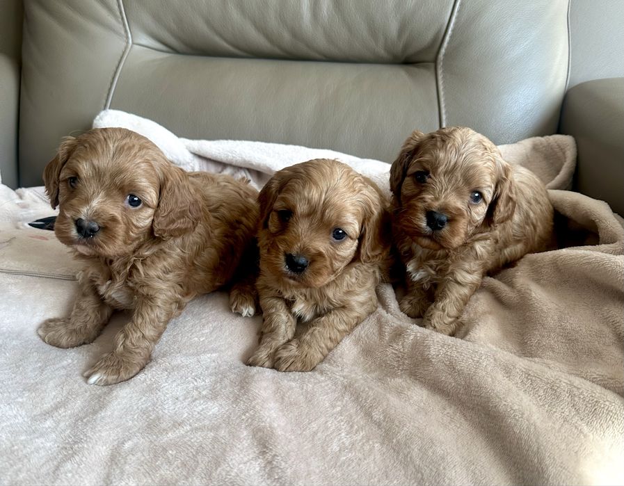 Cavapoo suczka .gotowa do  odbioru