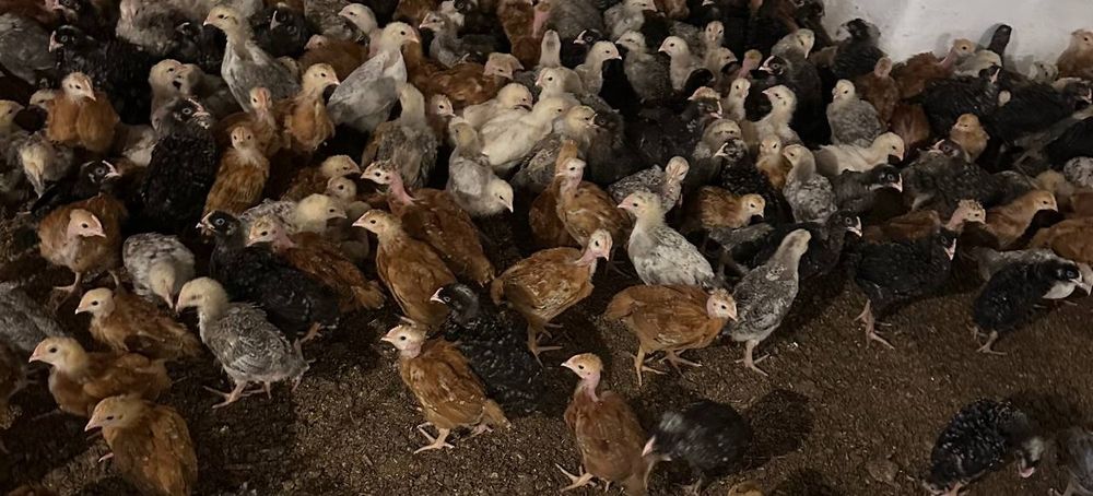 Реалізуємо підрощені курчата