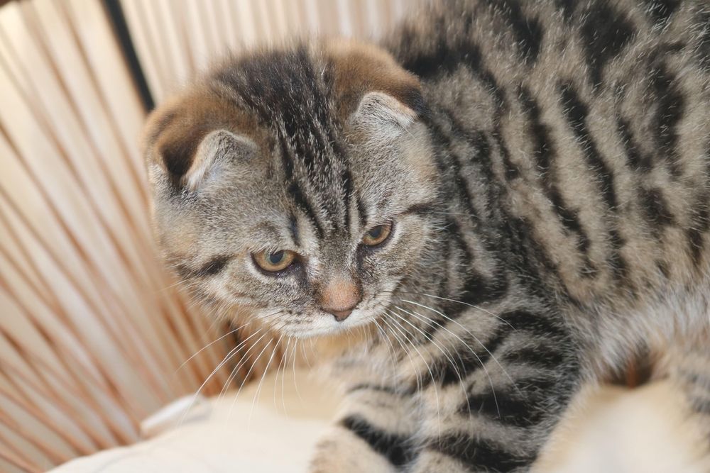 Fêmea scottish fold