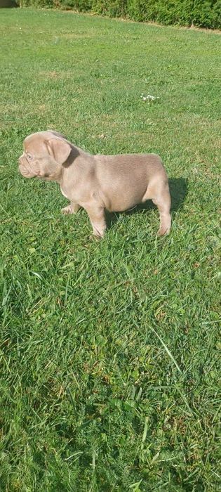 Buldog Francuski Isabella