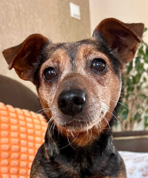 Narnia - wesoła sunia do adopcji!