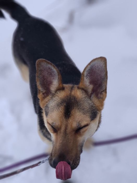 Kajko młody psiak szuka domu bez kotów i małych dzieci