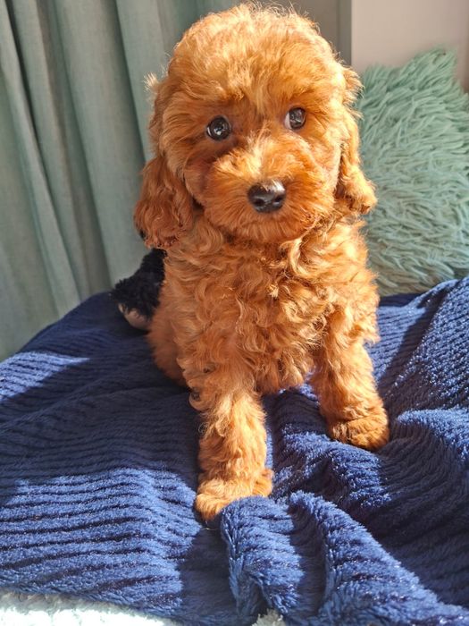 Maltipoo Pududel