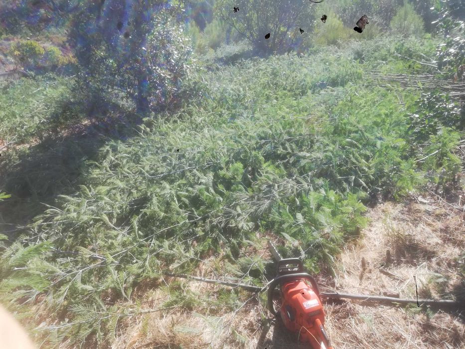 Lenha de pinho e eucalipto. Limpezas de terrenos.