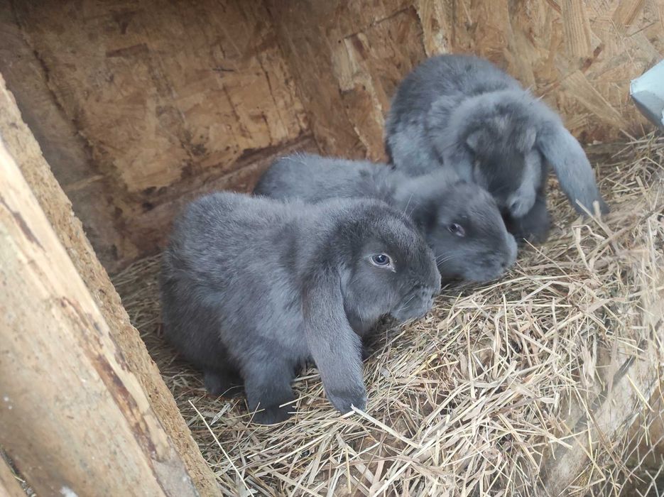 Продам самки французького барана.