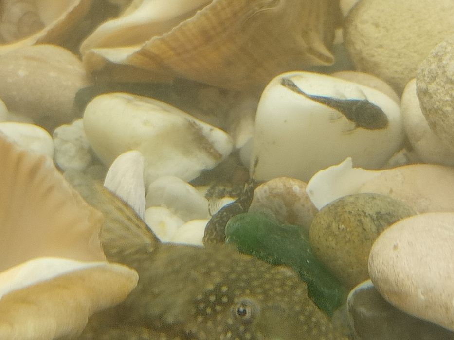 Сомик анцитрус мальки