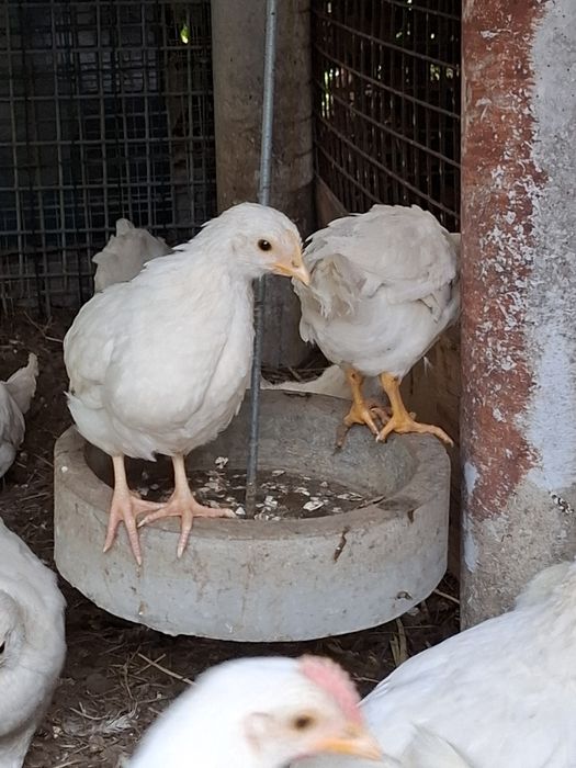 Kurczęta mix leghorn