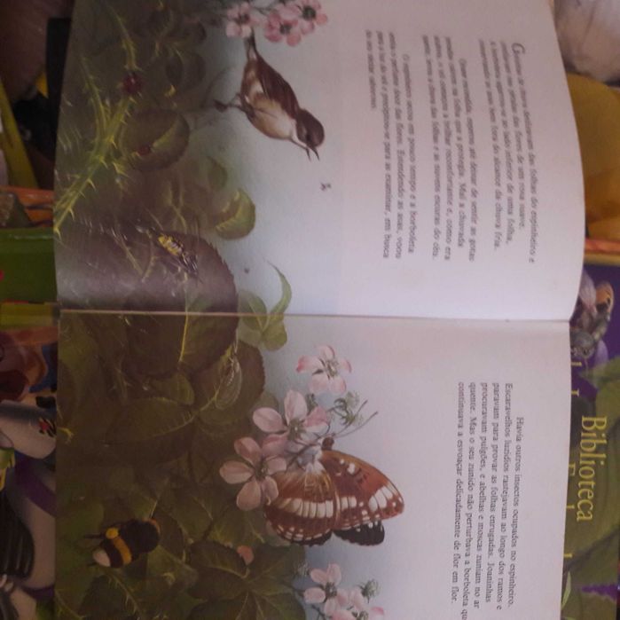 Borboletas livro raro ilustrado lindo angela sheehan maurice pledger usado barato