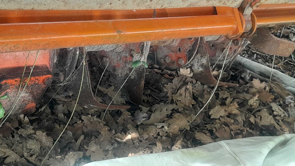 Venda de fresa gaúcho