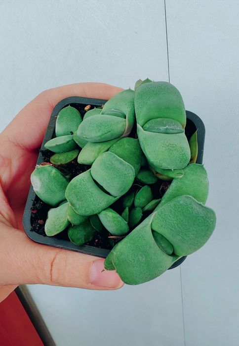 Продам або обміняю гастерія армстронг