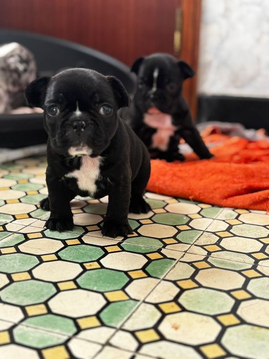 Buldogue francês fêmea