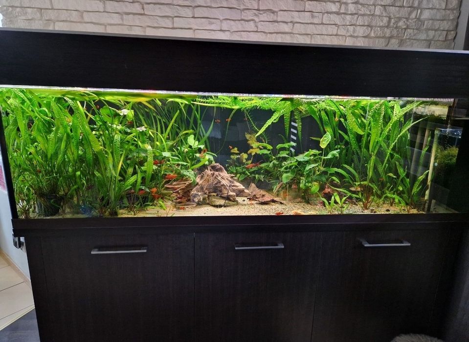 Rośliny do akwarium (kryptokoryna, anubiasy itp)