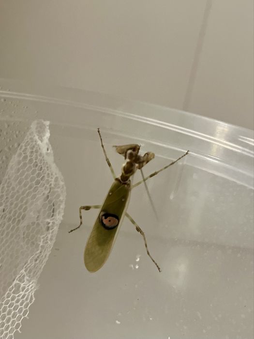 Modliszka oczkowa samiec imago