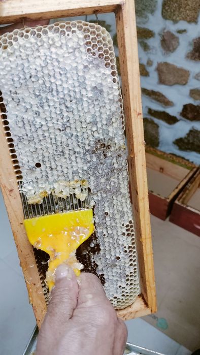 Mel de produtor *Premiação por Qualidade *