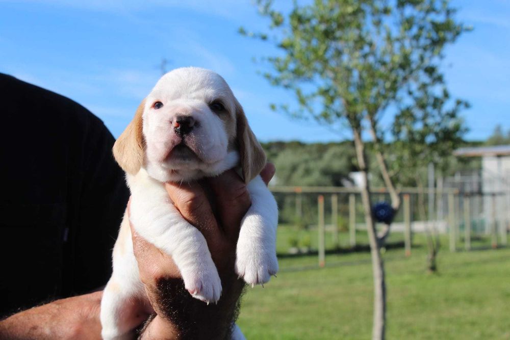 Beagle Bicolor bebé TOP