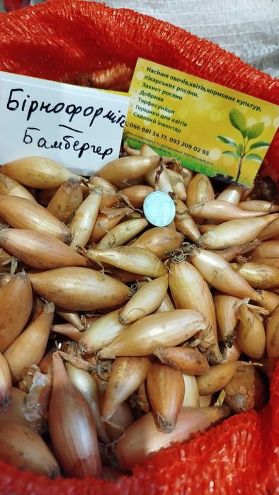 Радар Стурон Геркулес Штуттгартен  Посадков цибуля сівок Озима насіння