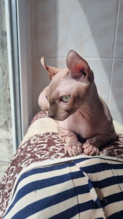 Котята двельф с изумрудными глазамими