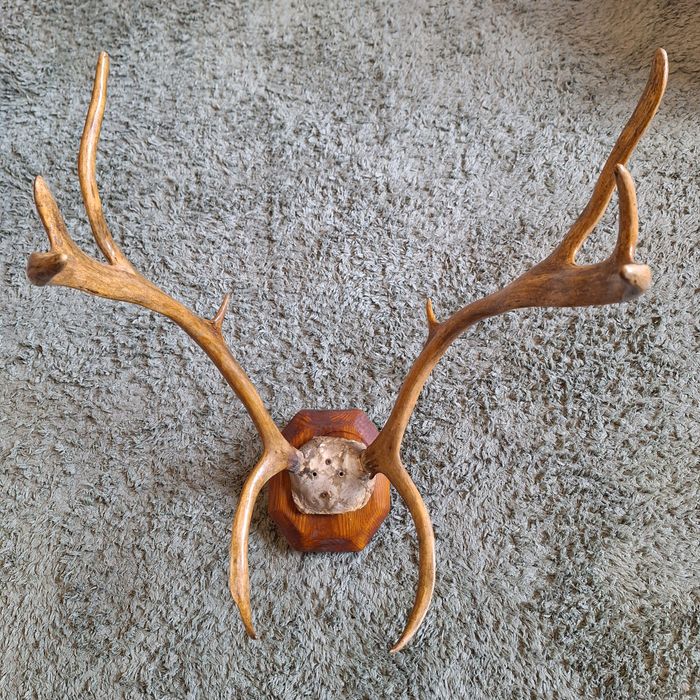 Продам рога оленя