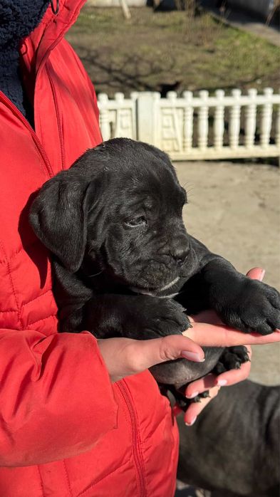 2 місячні собачата Кане корсо