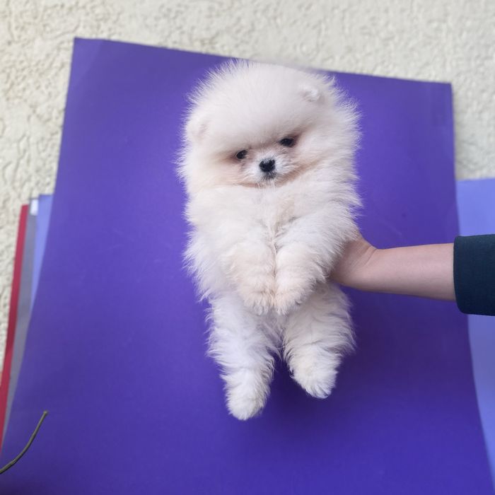 Хлопчик шоу класу тип ведмедика