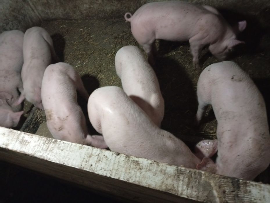 Готую до продажу поросята породи Петрен і Біла Українська