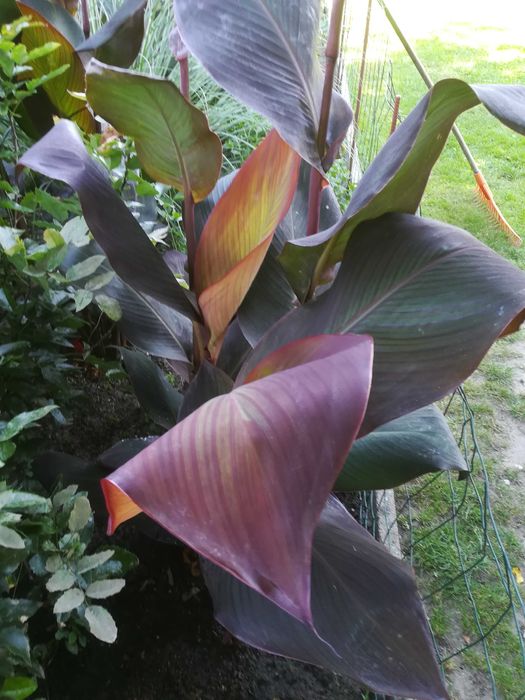 KANNA - Paciorecznik ( sadzonka )