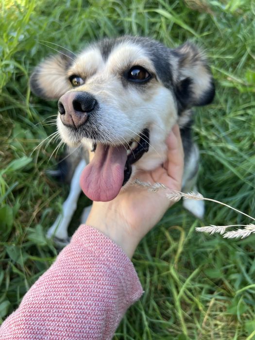 Suczka Leia szuka domku