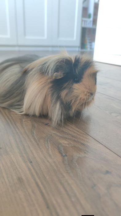 Świnka morska cawia długowłosa peruwianka