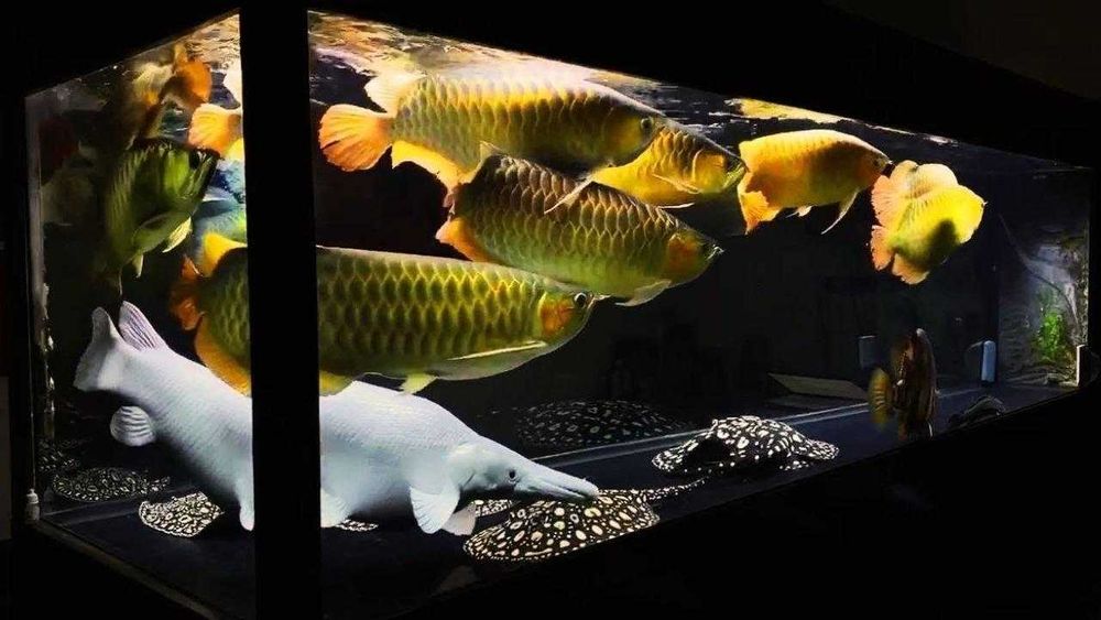 Limpeza, manutenção e montagem de aquários desde 30€