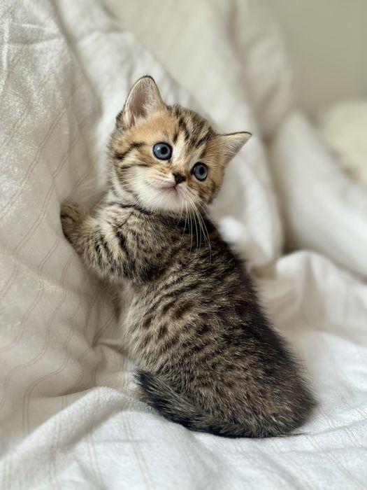 Дівчинка манчкін