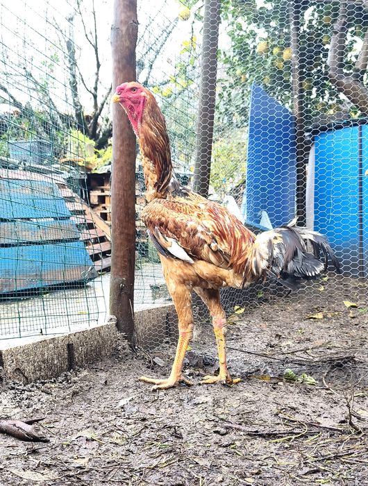 Ovos e Pintos Índio Gigante Brasileiro
