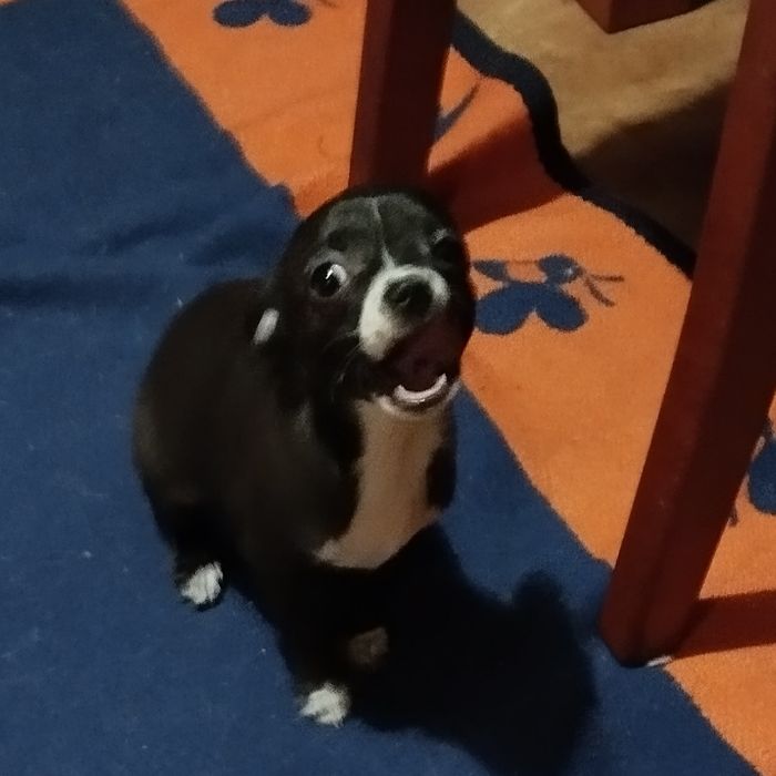 Piesek Chihuahua. Piękny, urodzony 30ego października.