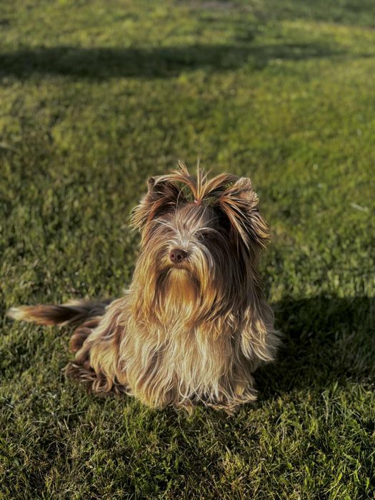 Yorkshire terrier choco merle dorosly