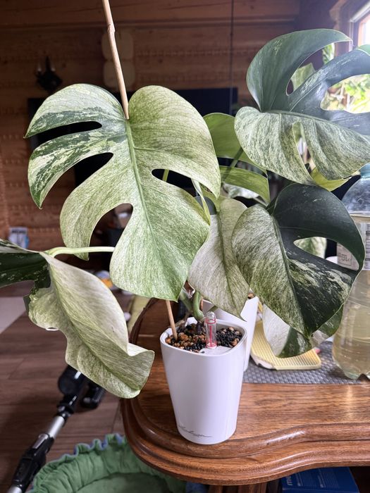 Monstera Jungle mint