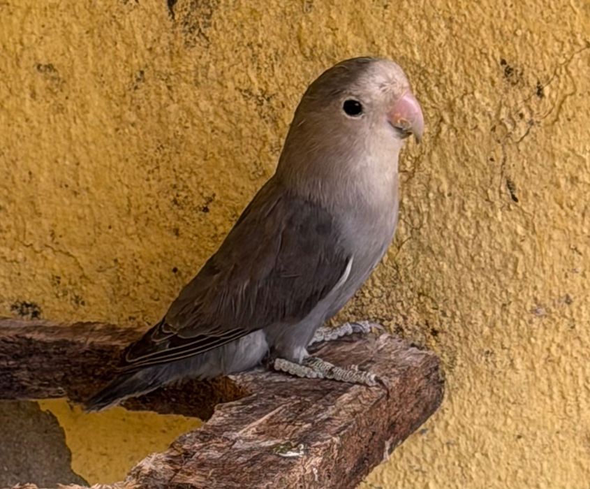 Agapornis roseicollis novos