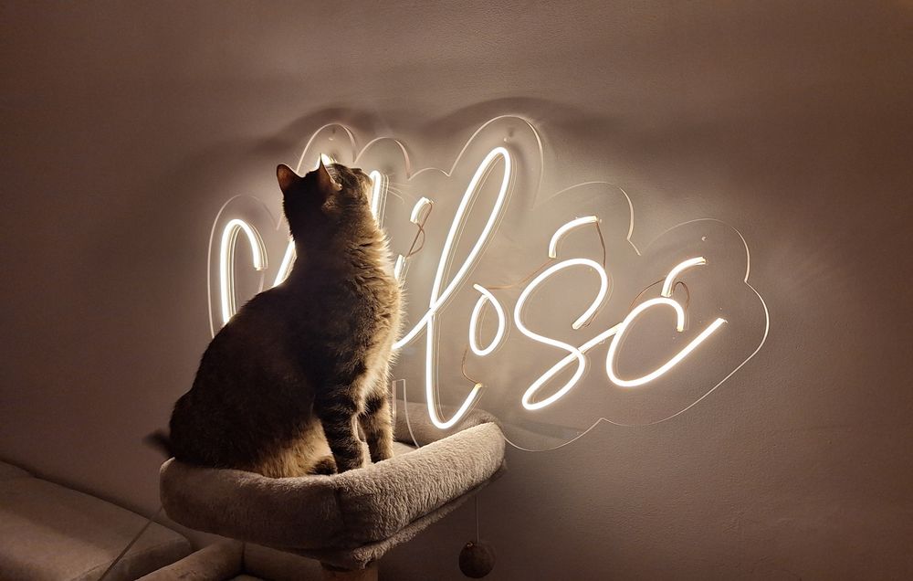 Neon na wesele, dekoracja weselna, młoda para, neon weselny