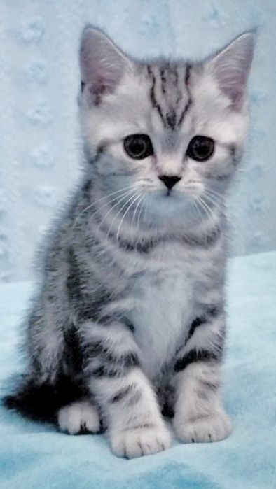 Fêmea tabby silver