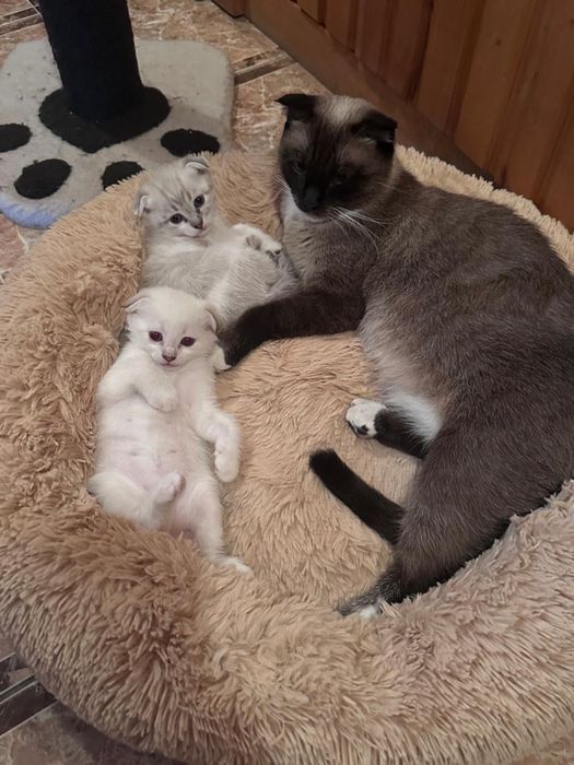 Продам шотландські висловухи котики