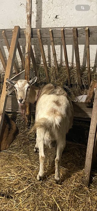 Продається дуже добра ,ще дійна безрога ,кітна коза
