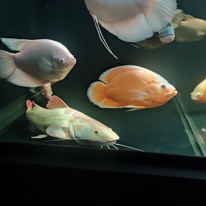 Pielęgnice pawiookie