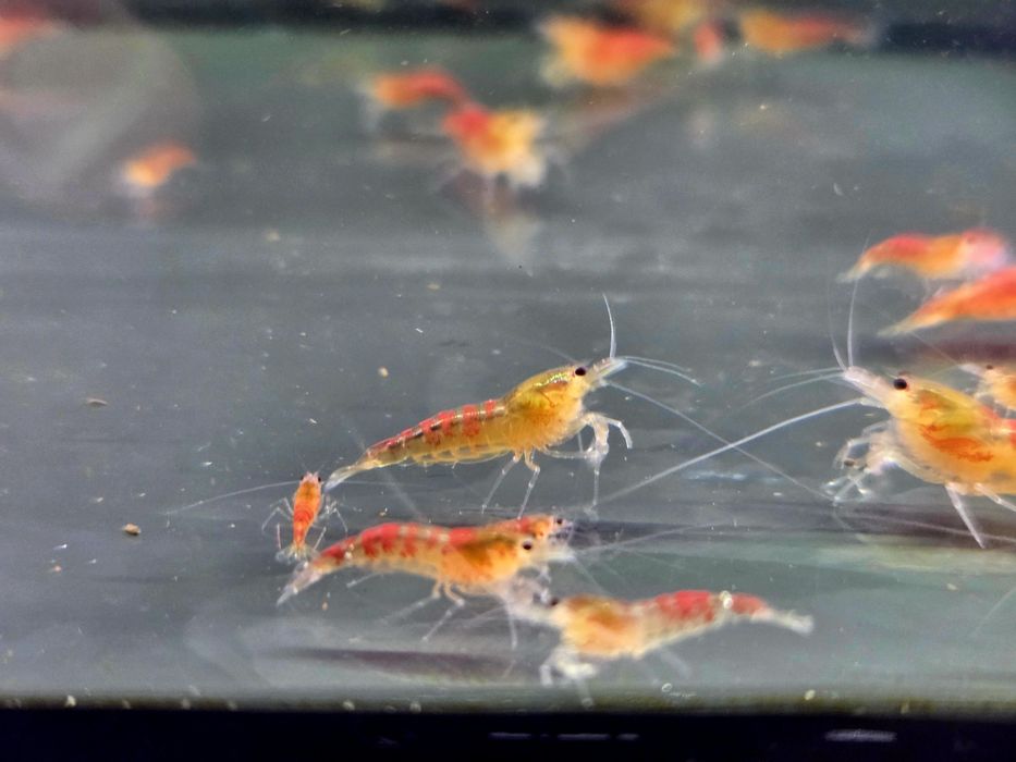 Krewetka caridina Calceo Bee Red Dragon