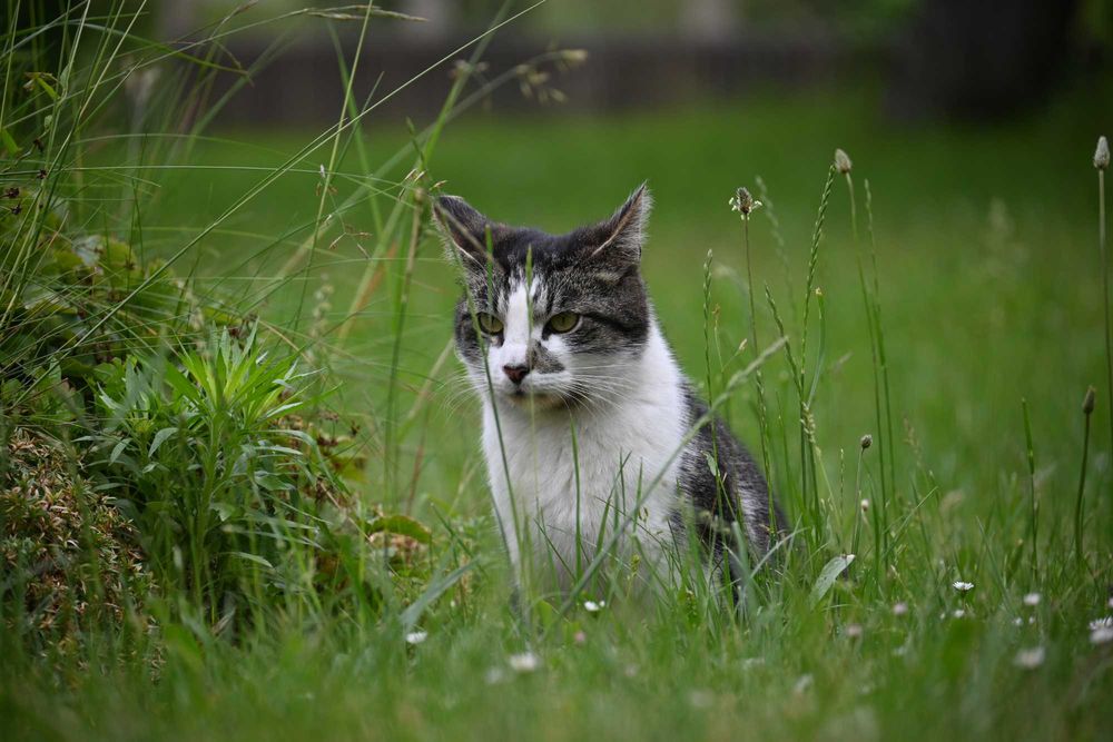 zaginął trzyletni kocurek